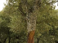 Quercus suber 40, Kurkeik, Saxifraga-Jan van der Straaten