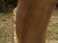 Quercus suber 41, Kurkeik, Saxifraga-Jan van der Straaten