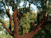 Quercus suber 42, Kurkeik, Saxifraga-Dirk Hilbers