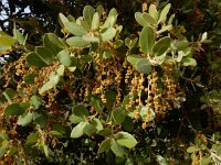 Quercus suber 44, Kurkeik, Saxifraga-Ed Stikvoort