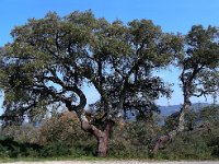 Quercus suber 45, Kurkeik, Saxifraga-Ed Stikvoort