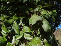 Quercus suber 46, Kurkeik, Saxifraga-Ed Stikvoort
