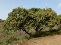 Quercus suber 47, Kurkeik, Saxifraga-Ed Stikvoort