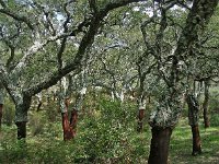 Quercus suber 48, Kurkeik, Saxifraga-Ed Stikvoort