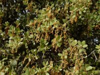 Quercus suber 49, Kurkeik, Saxifraga-Ed Stikvoort