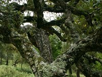 Quercus suber 5, Kurkeik, Saxifraga-Dirk Hilbers