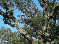 Quercus suber 52, Kurkeik, Saxifraga-Ed Stikvoort