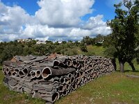 Quercus suber 54, Kurkeik, Saxifraga-Ed Stikvoort
