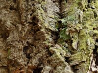 Quercus suber 64, Kurkeik, Saxifraga-Hans Grotenhuis