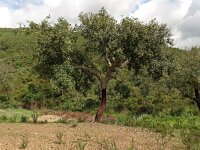 Quercus suber 65, Kurkeik, Saxifraga-Hans Grotenhuis