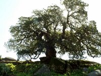Quercus suber 70, Kurkeik, Saxifraga-Hans Grotenhuis