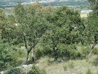 Quercus suber 9, Kurkeik, Saxifraga-Jan van der Straaten