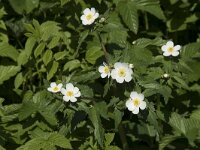 Ranunculus aconitifolius 18, Saxifraga-Willem van Kruijsbergen