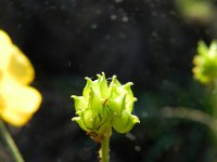 Ranunculus acris 16, Scherpe boterbloem, Saxifraga-Rutger Barendse