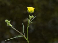 Ranunculus acris 3, Scherpe boterbloem, Saxifraga-Jan van der Straaten