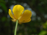 Ranunculus acris 30, Scherpe boterbloem, Saxifraga-Ed Stikvoort
