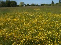Ranunculus acris 40, Scherpe boterbloem, Saxifraga-Jan van der Straaten