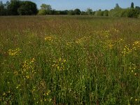 Ranunculus acris 42, Scherpe boterbloem, Saxifraga-Jan van der Straaten