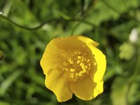 Flower of Meadow Buttercup (Ranunculus acris); close-up  Flower of Meadow Buttercup (Ranunculus acris); close-up : beauty in nature, buttercup, close-up, closeup, flora, floral, flower, Giant Buttercup, growth, macro, Meadow Buttercup, natural, nature, plant, ranunculus, Ranunculus acris, Tall Buttercup, vascular plant, yellow