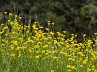 Ranunculus acris 51, Scherpe boterbloem, Saxifraga-Jan Nijendijk.tiff