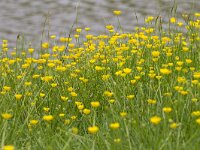 Ranunculus acris 54, Scherpe boterbloem, Saxifraga-Jan Nijendijk