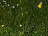 Ranunculus acris 7, Scherpe boterbloem, Saxifraga-Kees Marijnissen