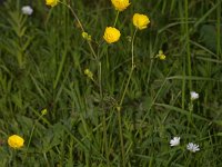 Ranunculus acris 8, Scherpe boterbloem, Saxifraga-Kees Marijnissen