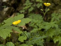 Ranunculus acris ssp acris 6, Scherpe boterbloem, Saxifraga-Willem van Kruijsbergen