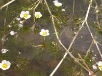 Ranunculus aquatilis 1, Fijne waterranonkel, Saxifraga-Peter Meininger