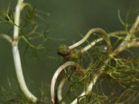 Ranunculus aquatilis 11, Fijne waterranonkel, Saxifraga-Peter Meininger