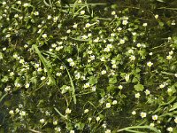 Ranunculus aquatilis 6, Fijne waterranonkel, Saxifraga-Jan van der Straaten