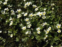 Ranunculus aquatilis 7, Fijne waterranonkel, Saxifraga-Jan van der Straaten