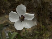 Ranunculus asiaticus 15, Saxifraga-Jan van der Straaten