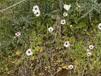 Ranunculus asiaticus 16, Saxifraga-Jan van der Straaten