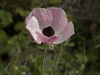 Ranunculus asiaticus 17, Saxifraga-Jan van der Straaten