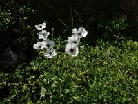 Ranunculus asiaticus 18, Saxifraga-Peter Meininger