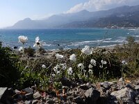 Ranunculus asiaticus 20, Saxifraga-Ed Stikvoort