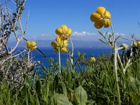 Ranunculus asiaticus 22, Saxifraga-Ed Stikvoort