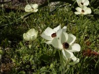 Ranunculus asiaticus 25, Saxifraga-Ed Stikvoort
