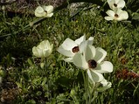 Ranunculus asiaticus 25, Saxifraga-Ed Stikvoort