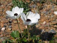 Ranunculus asiaticus 29, Saxifraga-Ed Stikvoort