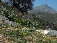 Ranunculus asiaticus 31, Saxifraga-Ed Stikvoort
