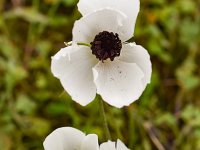 Ranunculus asiaticus 34, Saxifraga-Harry Jans