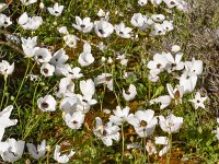 Ranunculus asiaticus 35, Saxifraga-Harry Jans