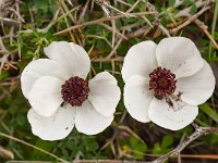 Ranunculus asiaticus 36, Saxifraga-Harry Jans