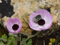 Ranunculus asiaticus 37, Saxifraga-Harry Jans
