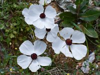 Ranunculus asiaticus 38, Saxifraga-Harry Jans