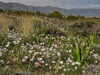 Ranunculus asiaticus 39, Saxifraga-Harry Jans