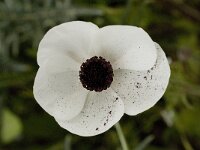 Ranunculus asiaticus 4, Saxifraga-Willem van Kruijsbergen