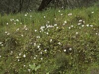 Ranunculus asiaticus 5, Saxifraga-Willem van Kruijsbergen